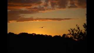 Free Bird -- Wynonna Judd