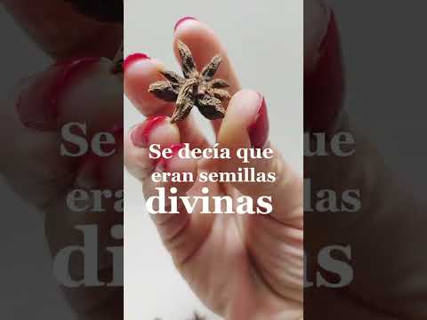 STAR ANISE LOTION RECIPE