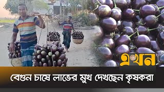 শেরপুর সদরের চরাঞ্চলে বেগুনের বাম্পার ফলনে খুশি কৃষক