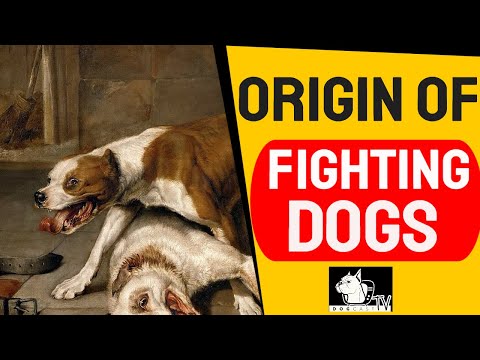 Origins of FIGHTING DOGS - DOG FIGHTS - What You Din't Know! DogCastTV!