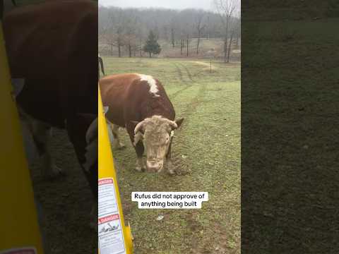 Rufus is pissed! 😡 #shorts #bull #farming #farmer #cow