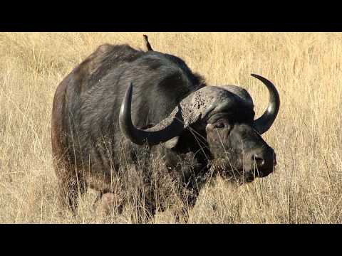 "Africa" VOX m/band - Årets Filmhit aften 2014