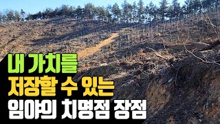 내 가치를 저장할 수 있는 임야의 치명적 장점 | 나무대장