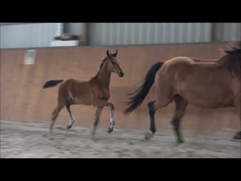 *2022 Stute von Dynamic Dream - Ampere SOLD!!!