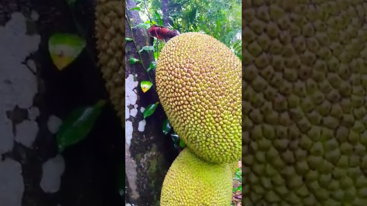 Jackfruit tree | Benefits your skin| #shorts