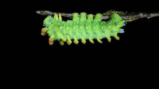 Cecropia Giant Silk Moth caterpillars sheds its skin