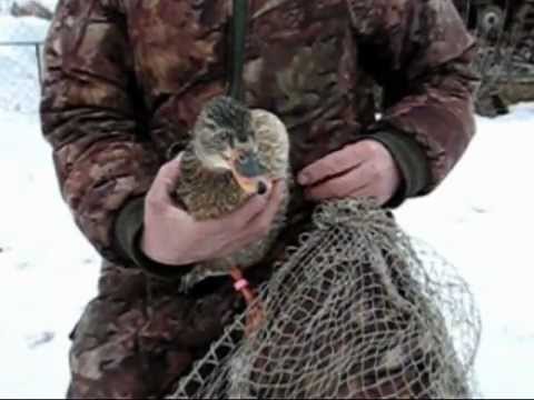 Подсадной Гусь Для Охоты Купить Живой