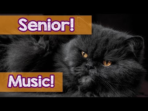1 Hour Cat Music For Senior Cats, Relax Your Older Cat With Our Soothing music! Helped 4 Million Cat