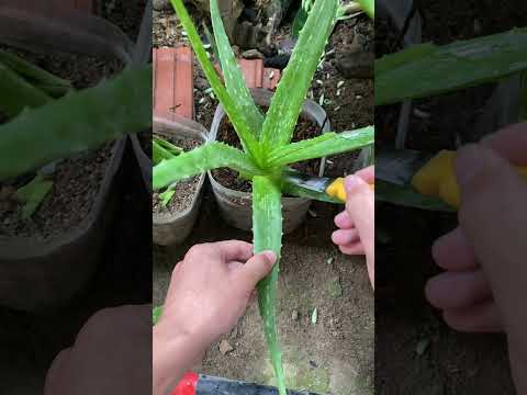How to properly cut aloe vera leaves #shorts