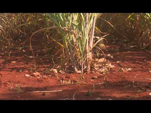 Recorren centrales de #Mayabeque integrantes de #Azcuba