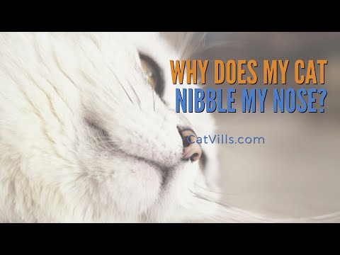 7 REASONS WHY DOES YOUR CAT NIBBLE YOUR NOSE