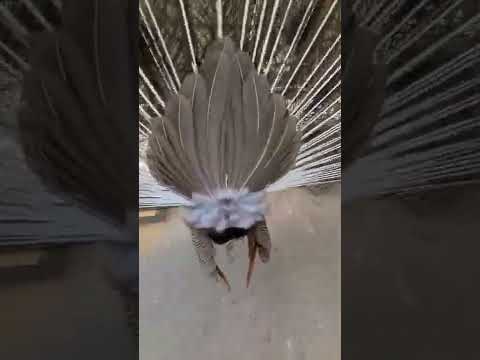 孔雀について詳しく解説