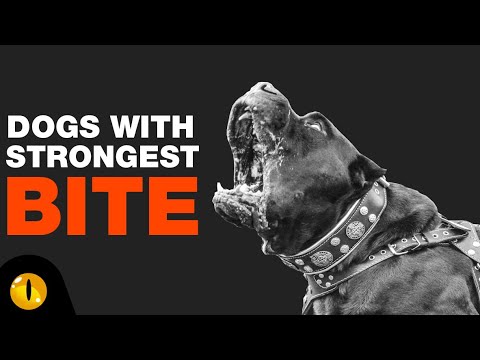 TOP 10 DOGS WITH STRONGEST BITE FORCE