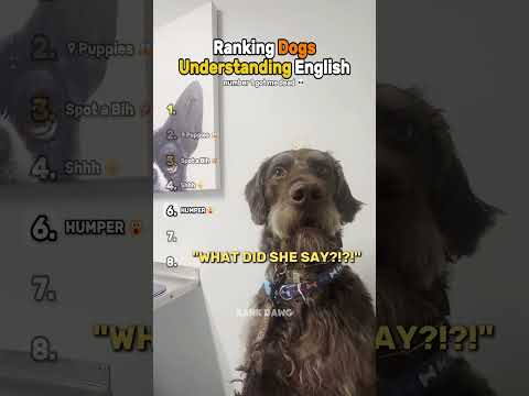 Ranking Dogs Understanding English 🐶🗣️
