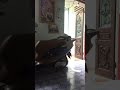 Jin Xin Ping Mei 2019 My House