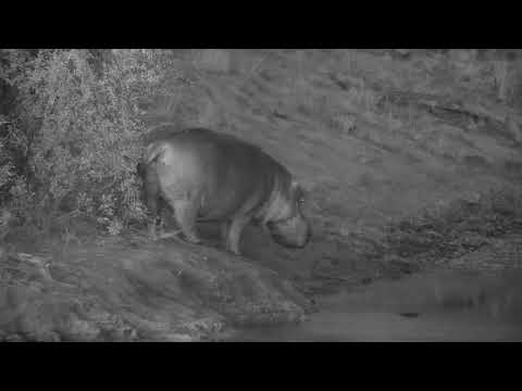 Djuma: Hippo out of the water - 17:30 - 06/05/21