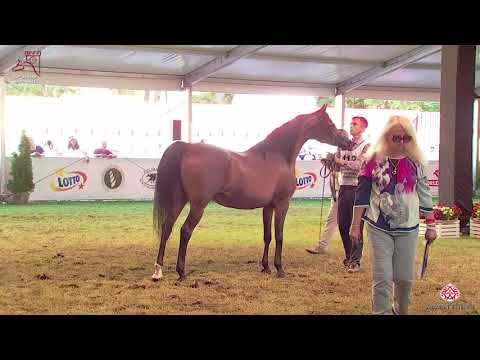 N118 DIARA - 2020 PRIDE OF POLAND - 42nd Arabian Horse National Show - 7-10 Years Old Mares (Cla...