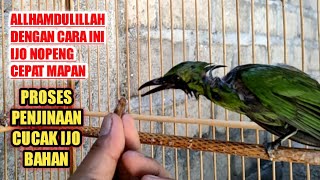 Download lagu THE PROCESS OF TAMING YOUNG FOREST CUCAK IJO NOPENG, ALLHAMDULILLAH, WITH THIS METHOD, YOU CAN BE... mp3