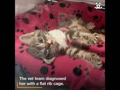 Tiny vest helps brave kitten heal