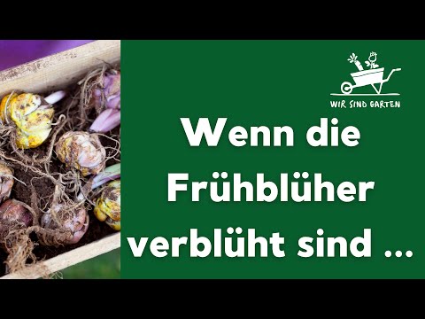 Was tun, wenn die Frühblüher verblüht sind?