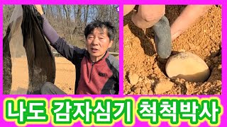 나도 감자심는방법 척척박사~감자심는 깊이,간격,비닐,밭만들기  귀농귀촌,주말농장,텃밭,농사,농부,농업,전원일…