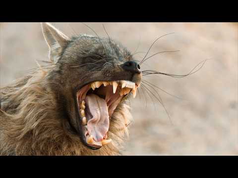 The World’s Rarest Carnivores