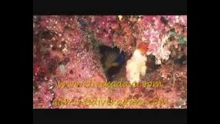 preview picture of video 'Evil Trench, Kadavu, Fiji - Matana Beach Resort, Dive Kadavu'