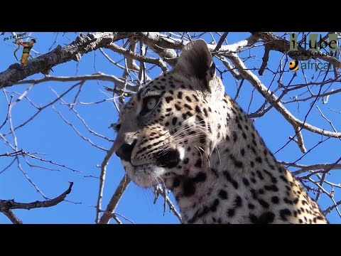 Male Leopard With An African Civet Stored In A Tree