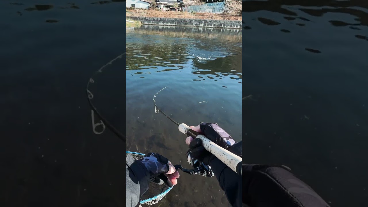Japan Fishing ASMR - Trout Fight#80🎣