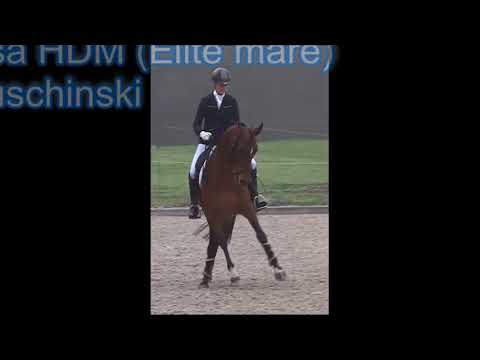 Mathayus HDM  (Bernay X Tuschinski) born 2017, stallion