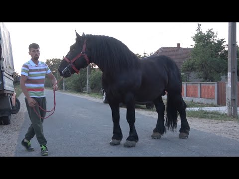 Armasarii lui Sebi de la Mediesu Aurit Satu Mare - 2022 Nou!!!