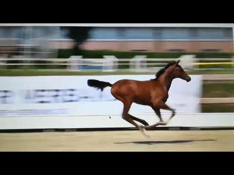 Casall x Silvano x Rocadero. Filly Holsteiner dam line 776. Sold at the Elite Auction