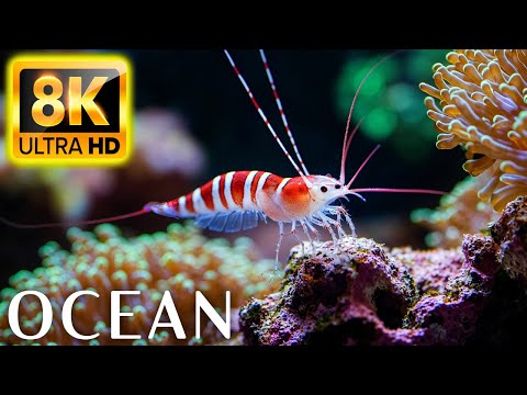 Underwater Paradise 8K ULTRA HD - Sea Creatures and Coral Reefs for Ultimate Relaxation #2