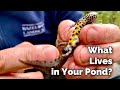 What Animals Live in a Wildlife Pond?