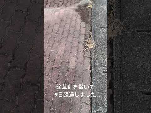 春になったら除草剤を撒いたほうがいいでしょうか?すべきこととしてはいけないこと  庭園