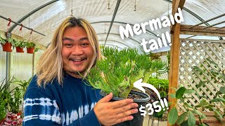 I found some plants you need at this nursery!