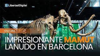 Llega a Barcelona un mamut lanudo de 6 metros al CosmoCaixa