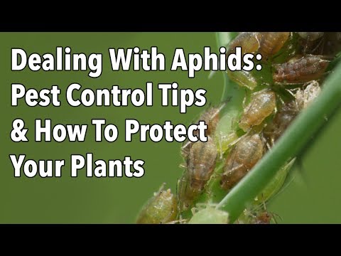Dealing With Aphids: Pest Control Tips & How To Protect Your Plants