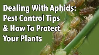 Dealing With Aphids: Pest Control Tips & How To Protect Your Plants
