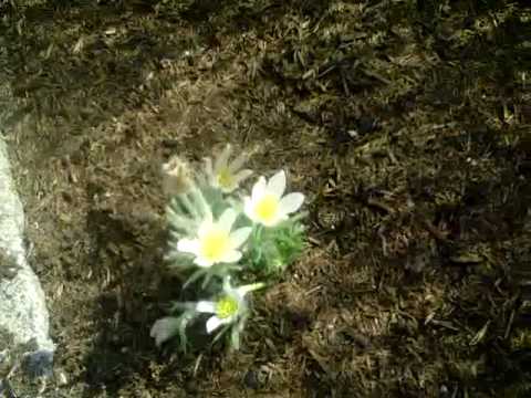 Niessen der Majestät bei Makla el Kantara kann Präsidenten zur Imitatio verleiten