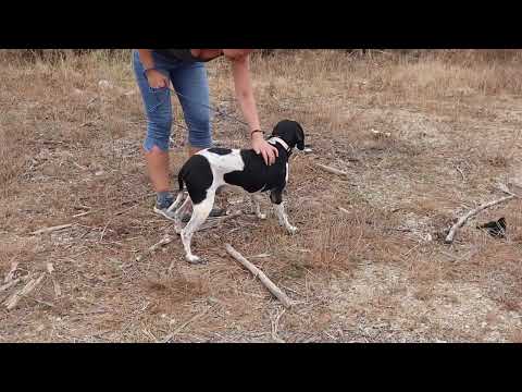 Vídeo de DOUGLAS