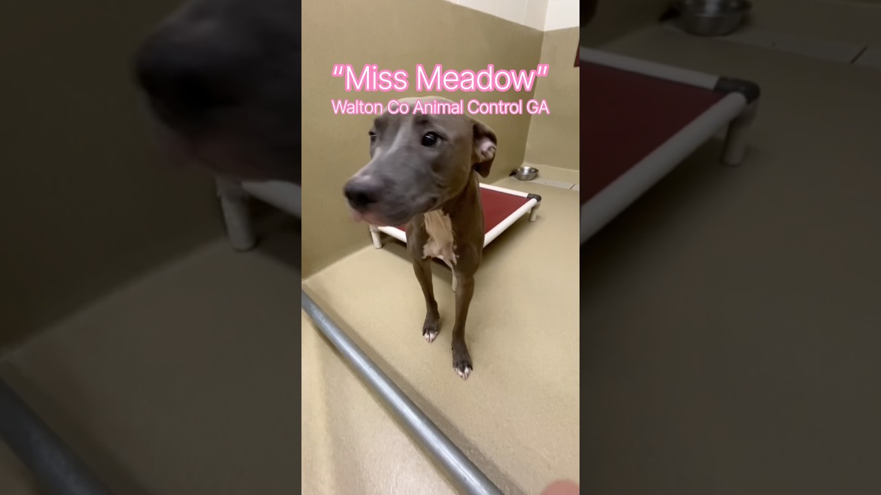 Enlarge Miss Meadow, a Adoptable mixed breed in Monroe, GA video 4/6