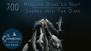 700 Sharks (2018) Video