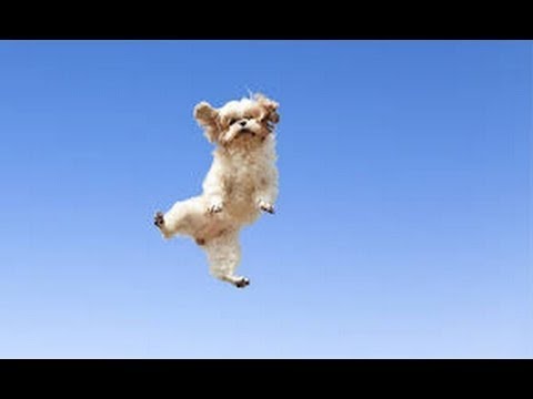 Funny Dogs Dancing Compilation no.2