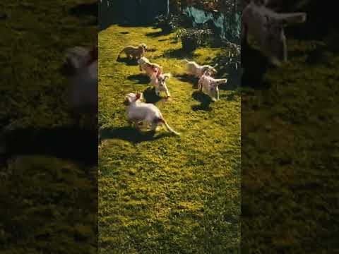Dachshund puppy for sale