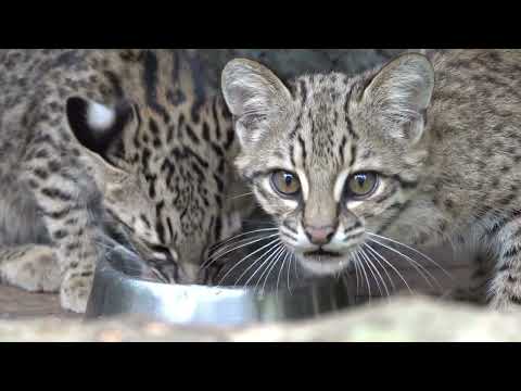Geoffroy’s cats eat