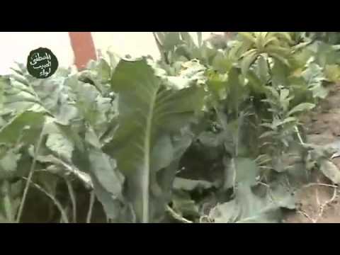 اشتباكات بين عناصر لواء الحبيب المصطفى وقوات النظام في الغوطة الشرقية