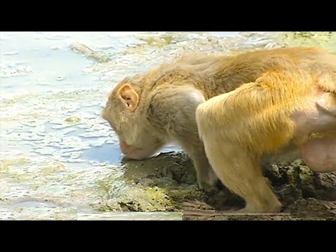 Rhesus Macaque (Macaca Mulatta)