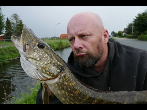 Matze Koch: Gummi, Barsch und Wespenstiche - Matzes Mätzchen 09-2019