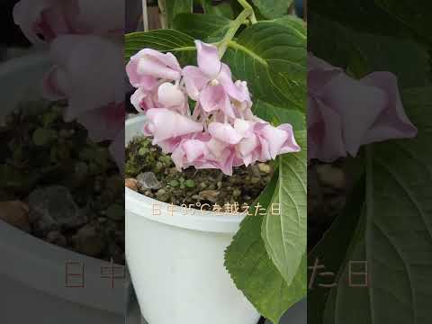 アジサイの剪定は秋にすべきでしょうか？場合によります！これにより、いつ何をすべきかがわかります  庭園